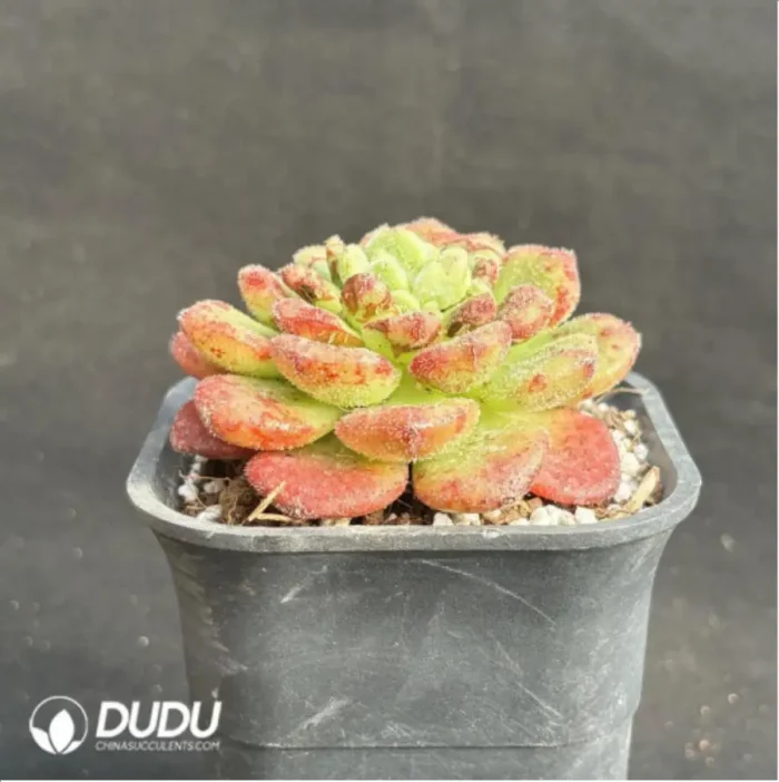 Echeveria Caroline - Image 4