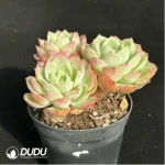 Echeveria Orange Hami melon Clustering - Image 4