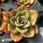 Echeveria Brumenka  variegated - Image 4