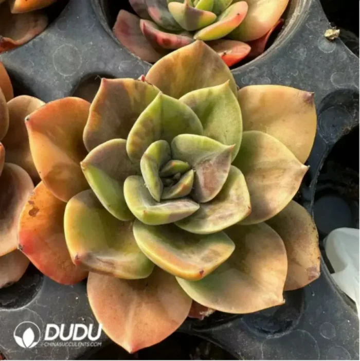 Echeveria Brumenka  variegated - Image 4