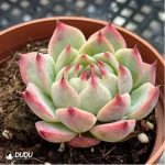 Echeveria Chihuahuaensis - Image 4