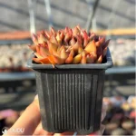 Echeveria Morgan Clustering - Image 4