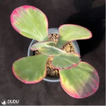 Kalanchoe thyrsifolia Variegated - Image 4