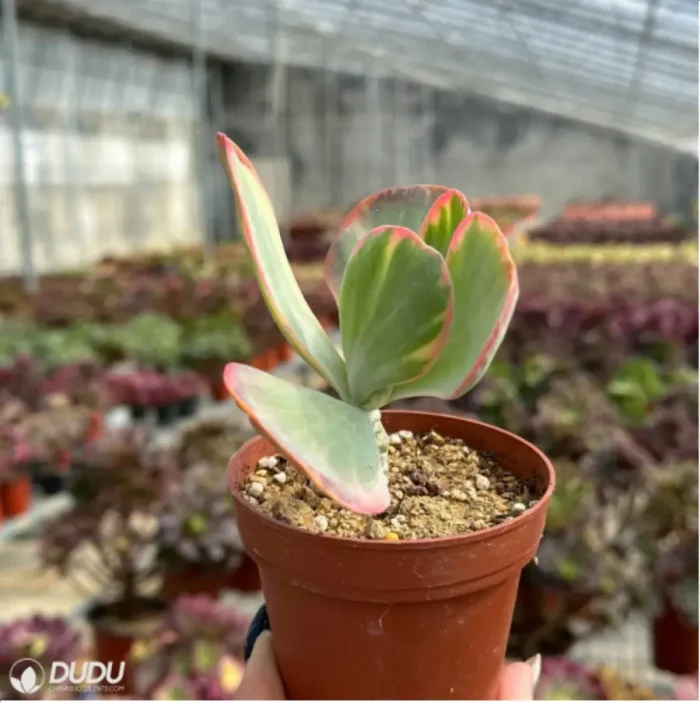 Kalanchoe thyrsifolia Variegated - Image 4