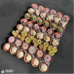 DUDU 48PCS Random Collocation-5 - Image 4