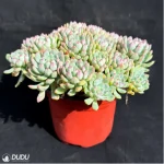 Sedum Blue Elf Clustering - Image 4
