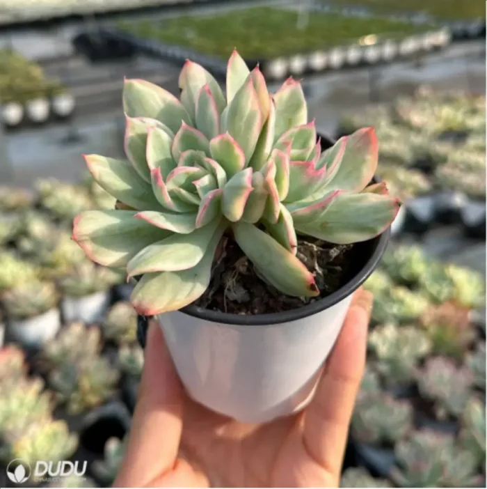 Echeveria Luella variegated Double - Image 4
