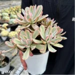 Echeveria Hoveyi variegate Clustering - Image 4
