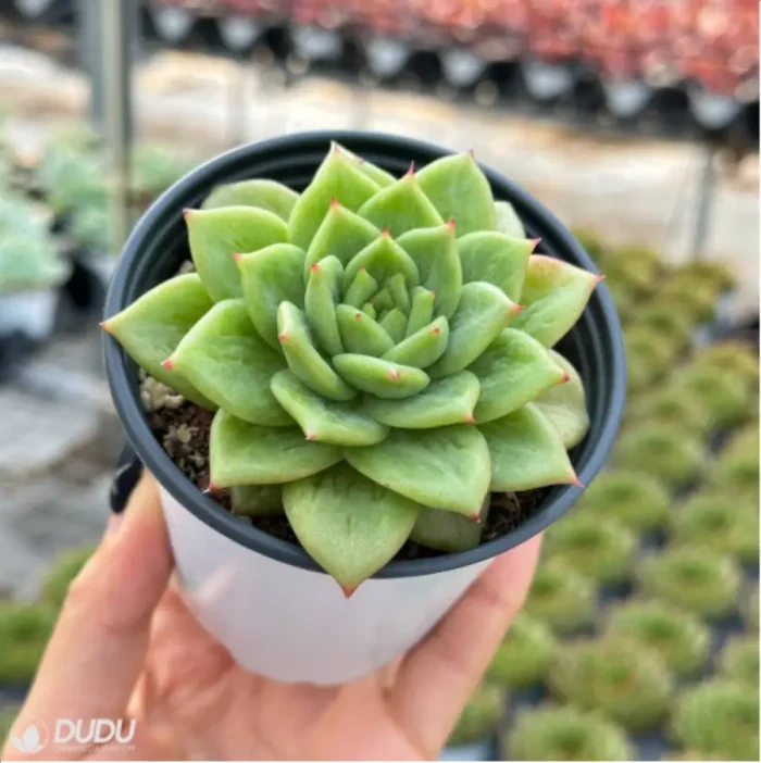 Echeveria Ice Angel variegate - Image 4