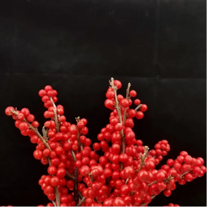 Europe Hongguo holly Oosterwijk - Image 4