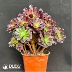 Aeonium Plum Purdy Variegated Clustering - Image 4