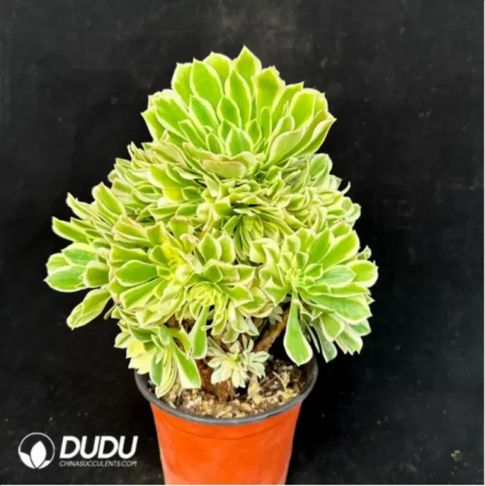 Aeonium Jade variegated Clustering - Image 4