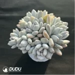 Pachyveria Perfume Clustering - Image 4