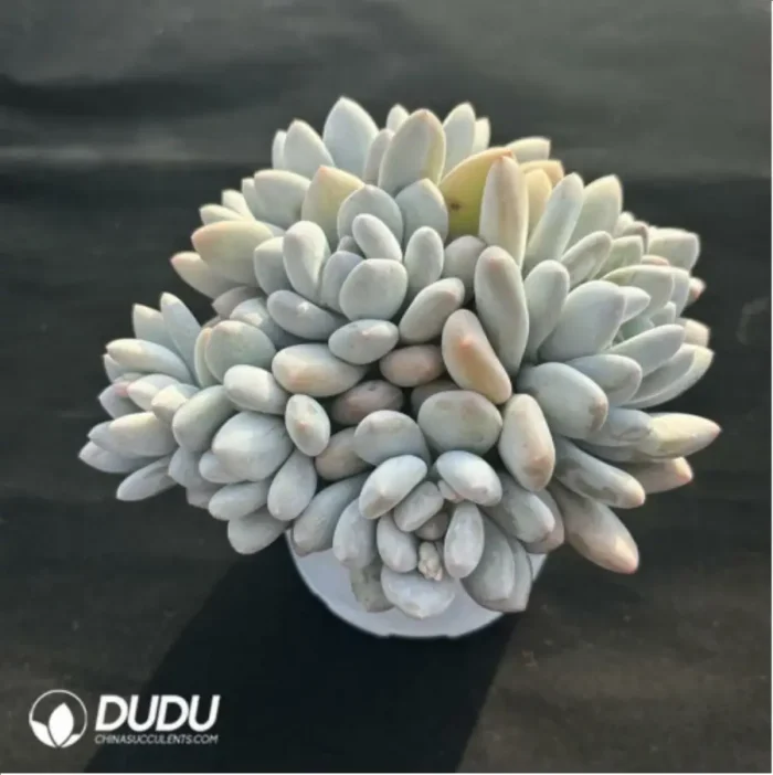 Pachyveria Perfume Clustering - Image 4