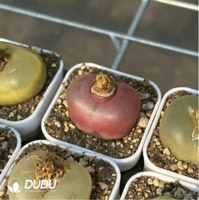 Conophytum-maughanii - Image 4