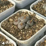 Conophytum-ink 5-10heads - Image 4