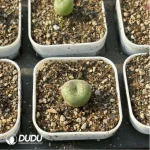 Conophytum-ficiforme - Image 4