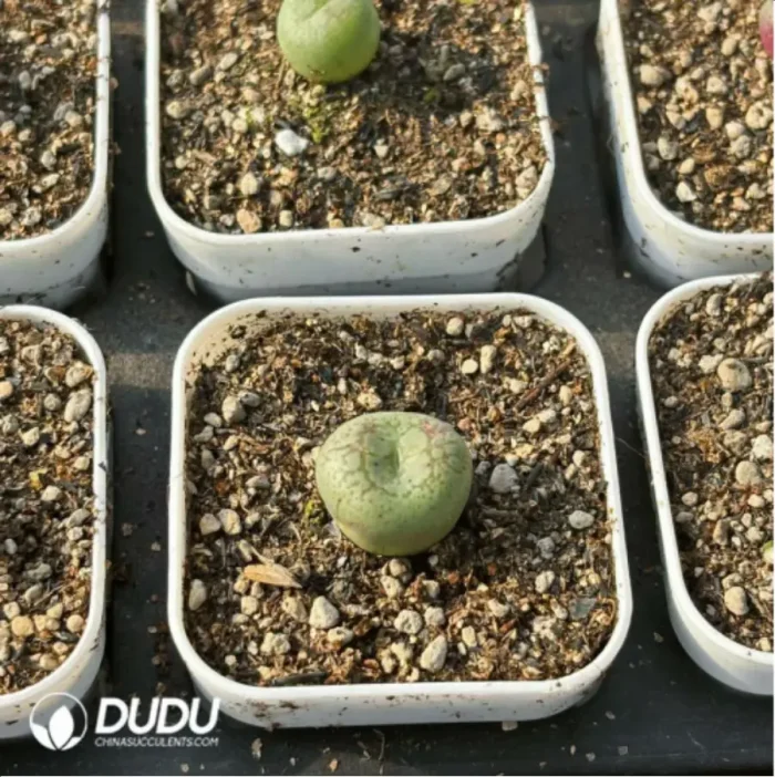 Conophytum-ficiforme - Image 4