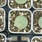 Conophytum-
Sesame cake - Image 4