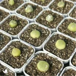 Conophytum-ratum - Image 4