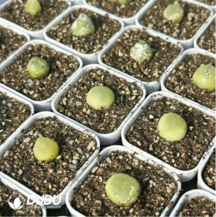 Conophytum-ratum - Image 4