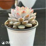 Echeveria Jade Hibiscus - Image 4