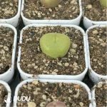 Conophytum-concavum - Image 4