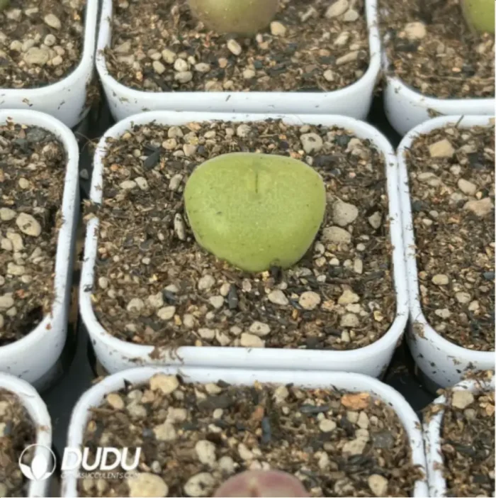 Conophytum-concavum - Image 4