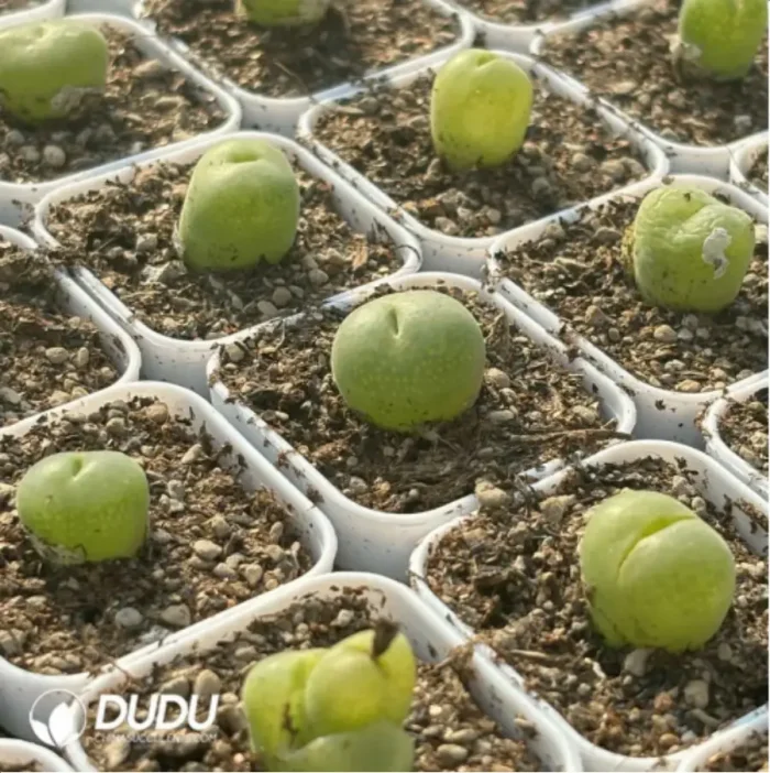 Conophytum-pillansii - Image 4