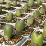 Conophytum-bilobum Neroli - Image 4