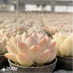Echeveria Cream beauty - Image 4