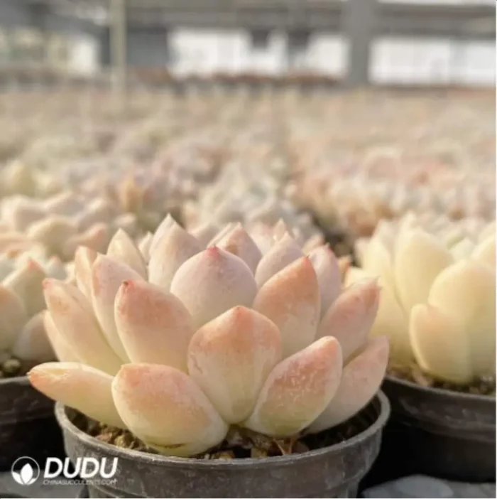 Echeveria Cream beauty - Image 4