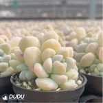 Echeveria Milky Double - Image 4