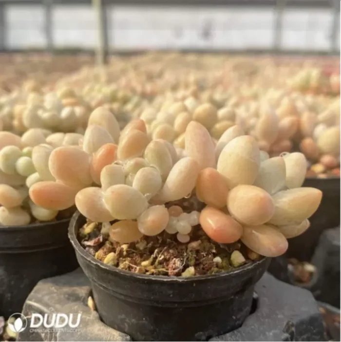 Graptopetalum Rococo Clustering - Image 4