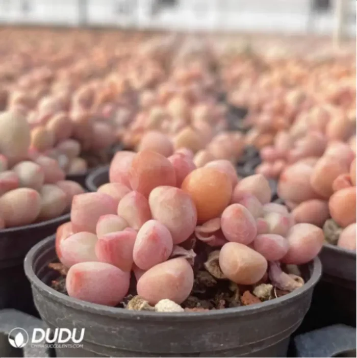 Graptopetalum Haru urara clustering - Image 4