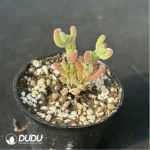 Dicrocaulon Ramulosum Ice Crystals - Image 4