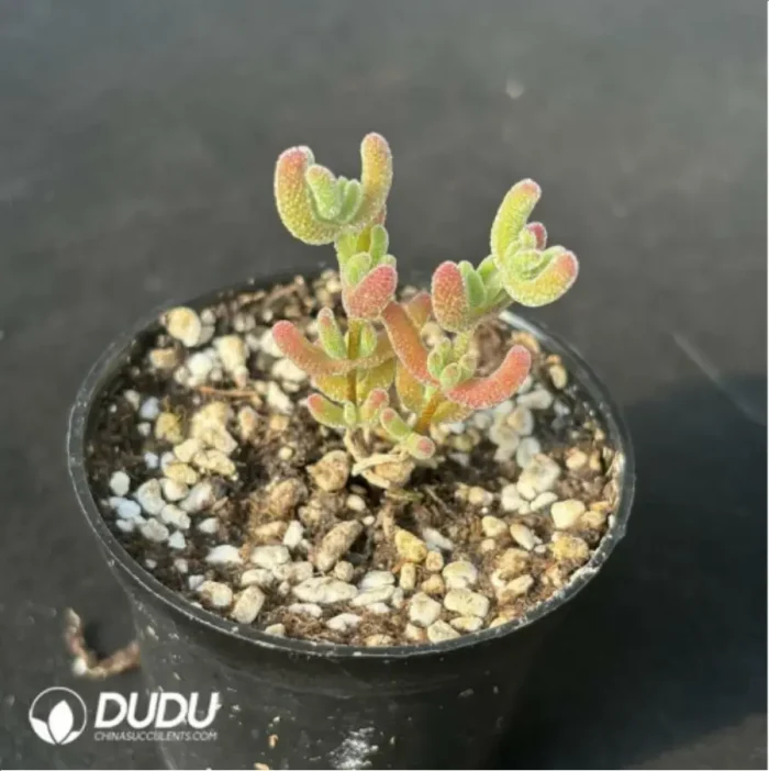 Dicrocaulon Ramulosum Ice Crystals - Image 4