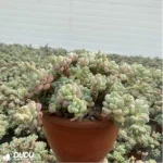 Graptopetalum Raul Clustering - Image 4