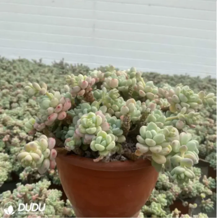 Graptopetalum Raul Clustering - Image 4