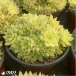 Haworthia  cymbiformis f. variegata clustering - Image 4