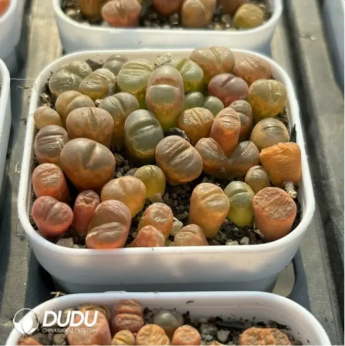 Conophytum-Fenglingyu Mix Color Lithops - Image 4