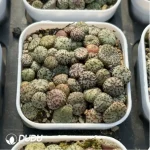 Conophytum-minimum wittebergense - Image 4