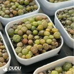 Conophytum-Kennedy 
Cut cake - Image 4