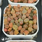 Conophytum-Fenglingyu Mix Color Lithops - Image 4