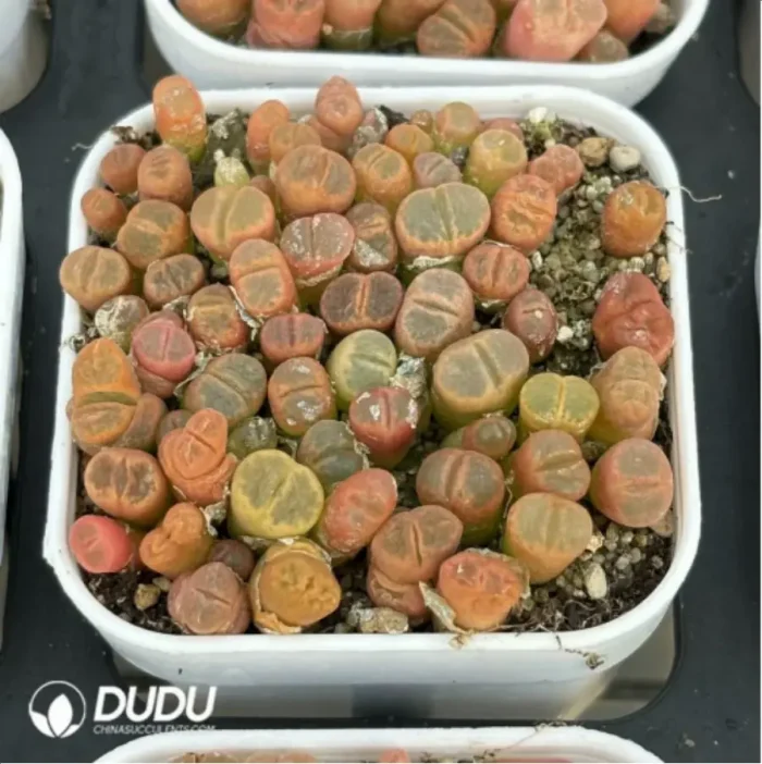 Conophytum-Fenglingyu Mix Color Lithops - Image 4