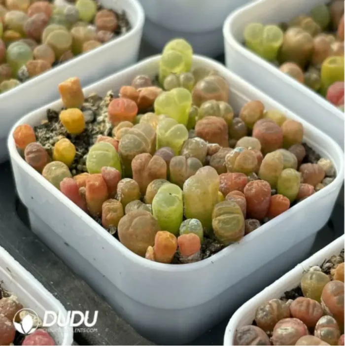 Conophytum-Fenglingyu Mix Color Lithops - Image 4