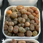 Conophytum-Honggang Ridge Cut cake - Image 4