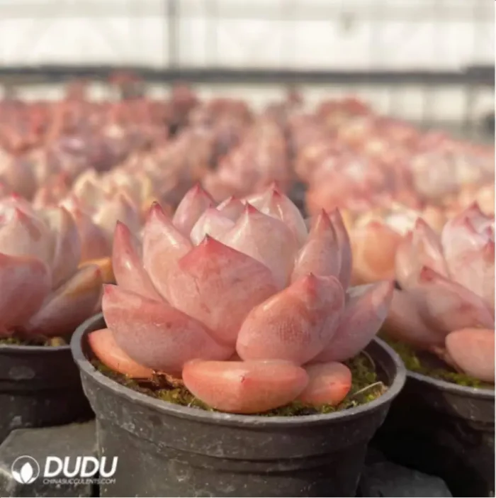Echeveria Strawberry almond - Image 4