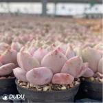 Echeveria Ariel - Image 4