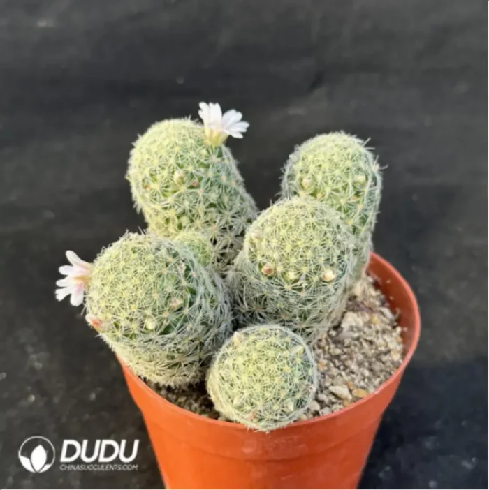 Cactus-Giselle Clustering - Image 4